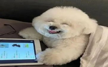 真开心作文200字6篇
