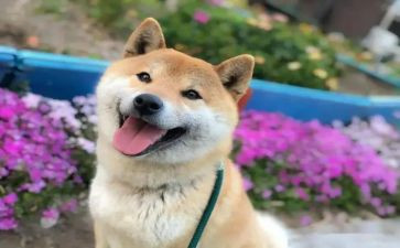 一件开心的事的作文8篇