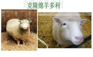 克隆技术的利与弊作文6篇