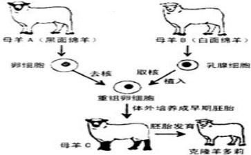 克隆作文精选7篇