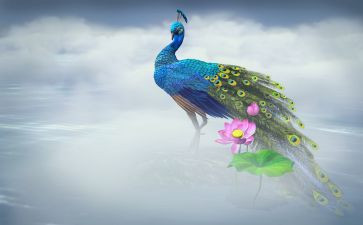 骄傲孔雀作文5篇