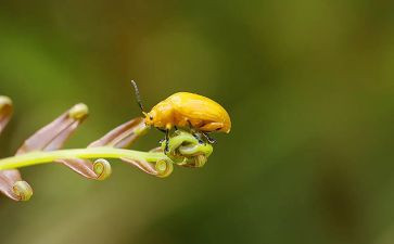 昆虫记读后感三百字6篇