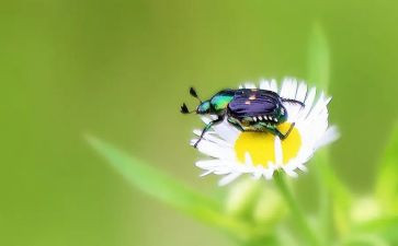 昆虫急读后感5篇