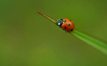 昆虫传读后感推荐7篇