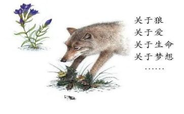 读后感狼王梦500字8篇
