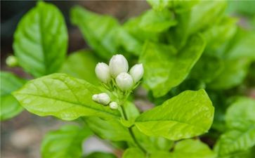 茉莉花音乐教案8篇