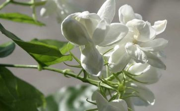 《茉莉花》音乐课教案5篇