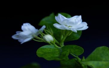 有关茉莉花作文5篇