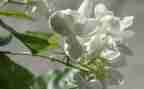 《茉莉花》音乐课教案5篇
