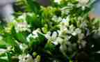 茉莉花优秀作文6篇