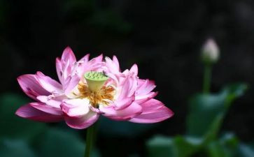 莲花的教案通用8篇