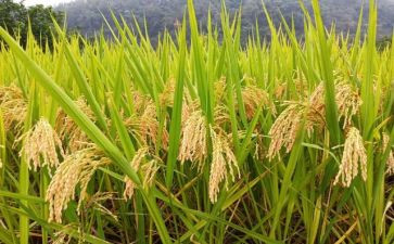 粮食队工作总结最新6篇