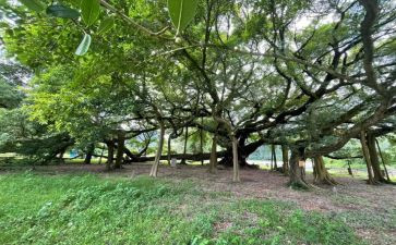 漓江,作文通用7篇