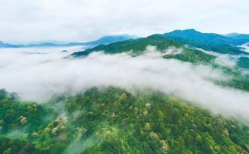 林业站个人总结8篇