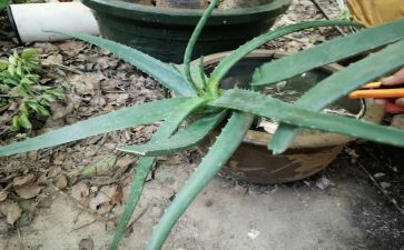 《芦荟》作文6篇