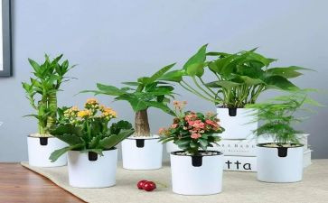 仙踪绿野读后感通用7篇