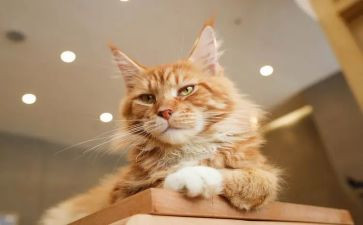 小猫作文500字优秀作文5篇