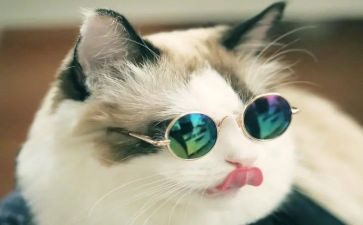我的心爱之物是猫作文优质6篇