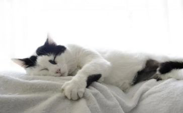 猫叙事作文最新5篇