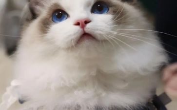 猫的生活作文猫的作文参考5篇