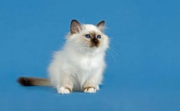 老鼠和猫的教案通用5篇
