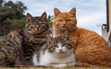养小猫的作文5篇