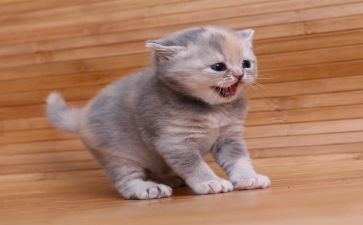 我是猫的心得通用7篇