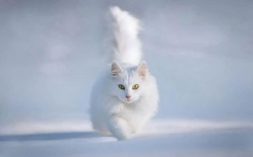 猫教学反思课后反思模板7篇