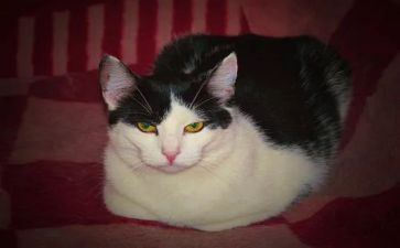 小花猫教案参考5篇