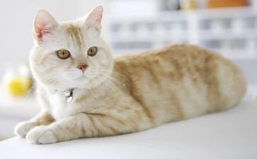 猫的作文关于猫的作文参考8篇