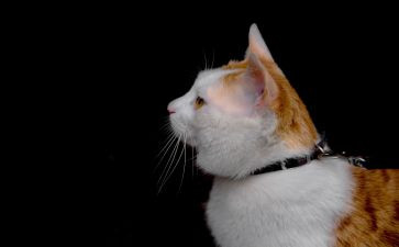 小猫的作文300字6篇