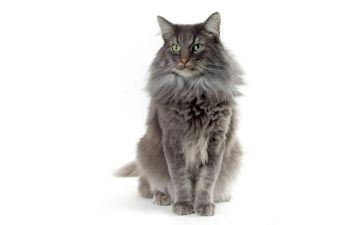 魔法猫读后感参考8篇