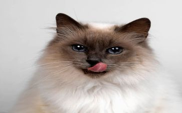 写大熊猫的小作文优秀6篇