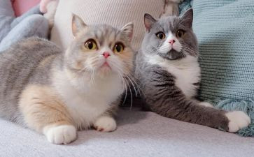 小猫咪的教案8篇