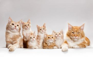 魔法猫读后感8篇