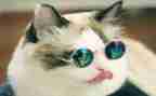 猫有趣的事作文最新6篇