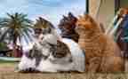 猫的作文关于猫的作文通用8篇