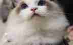 猫的生活作文猫的作文参考5篇