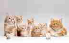 猫姑娘读后感模板6篇