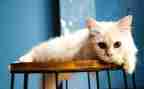 猫教学反思课后反思5篇