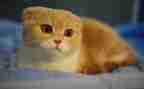 养小猫的作文400字推荐6篇