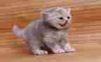 小猫的作文300字通用7篇