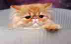 猫的作文描写猫的作文8篇