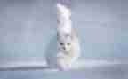 猫教学反思课后反思模板7篇