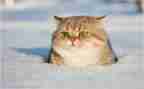 小猫作文600字作文5篇