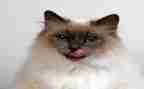 写大熊猫的小作文优秀6篇