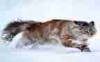 猫教学反思课后反思优质6篇