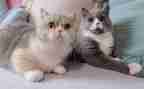 猫的作文二年级100字7篇