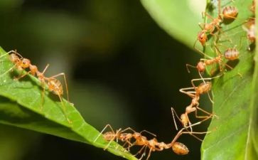 小蚂蚁搬豆体育教案5篇
