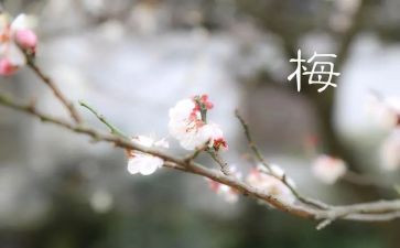 话梅的作文优秀7篇